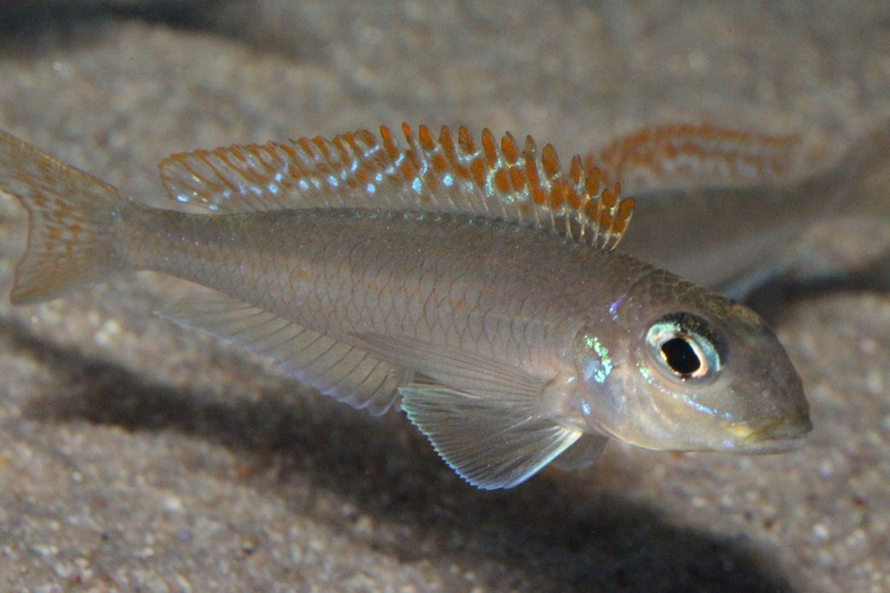 Xenotilapia flavipinnis 'Lyamembe'